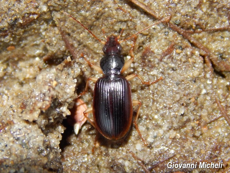 Paranchus albipes, Carabidae